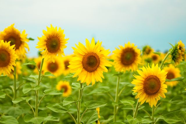 Kansas sunflowers