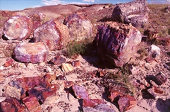 RV Rentals for Petrified Forest National Park